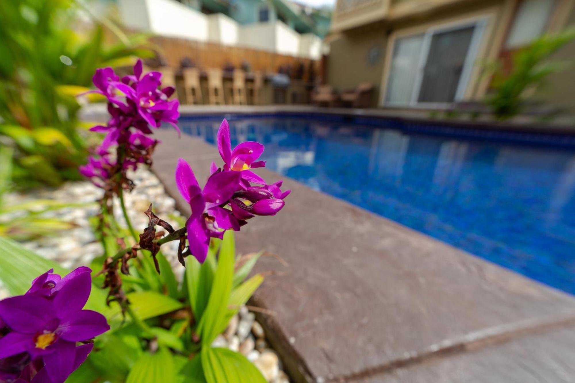 Bamboo Suite, 1 Bedroom, Sleeps 4, Pool & Bbq, Pre-Renovation Summer Sale Kihei Esterno foto