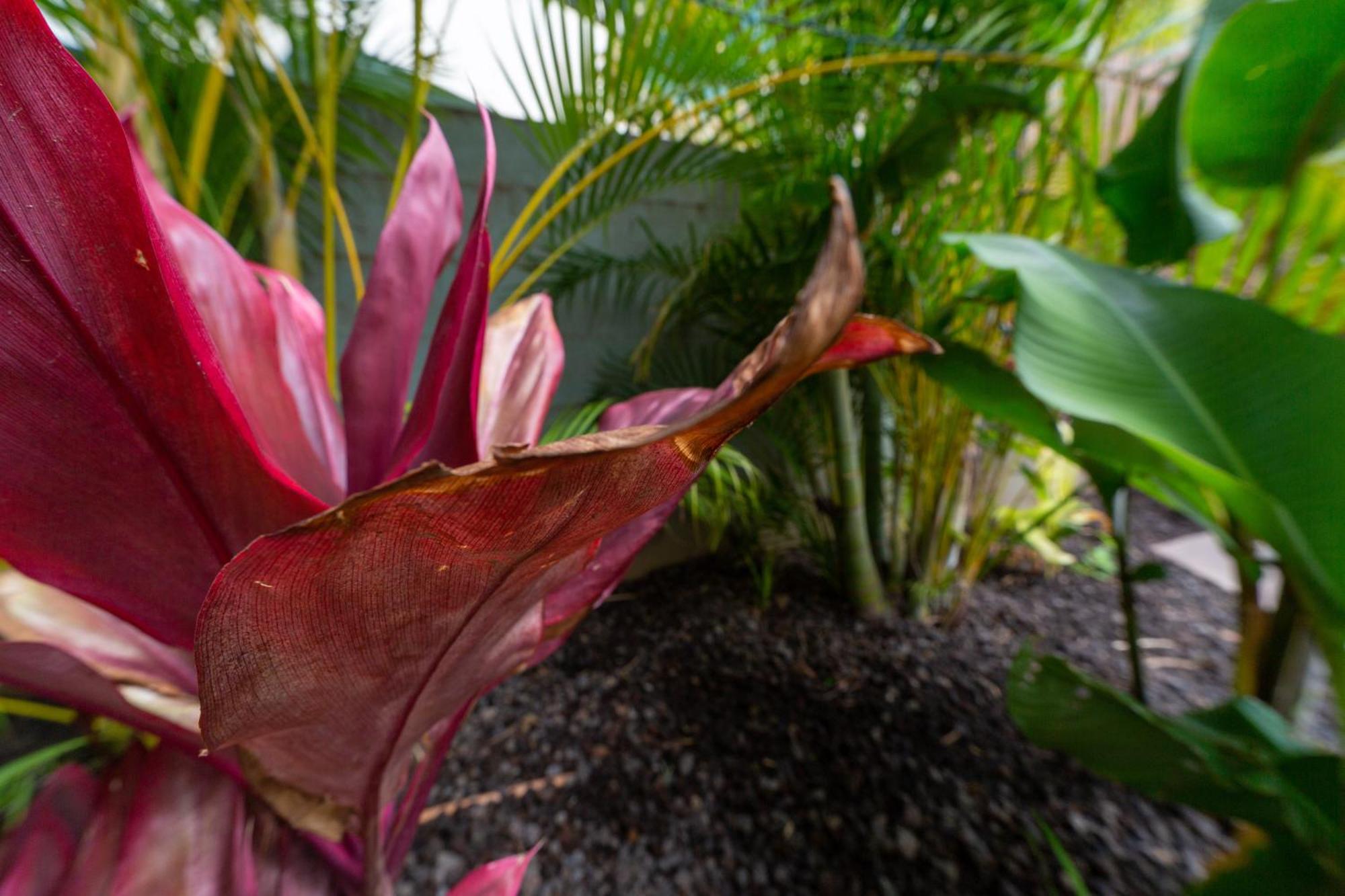 Bamboo Suite, 1 Bedroom, Sleeps 4, Pool & Bbq, Pre-Renovation Summer Sale Kihei Esterno foto
